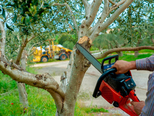 Best Professional Tree Care  in Roebuck, SC